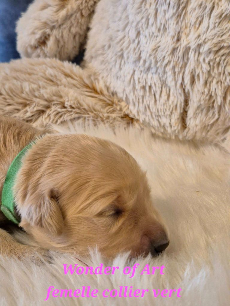 Wonder of Art - Chiots disponibles - Golden Retriever