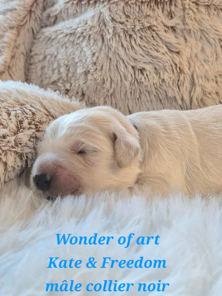 Wonder of Art - Chiots disponibles - Golden Retriever
