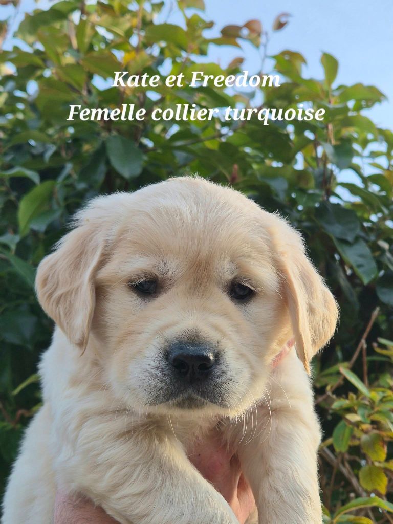 Wonder of Art - Chiots disponibles - Golden Retriever