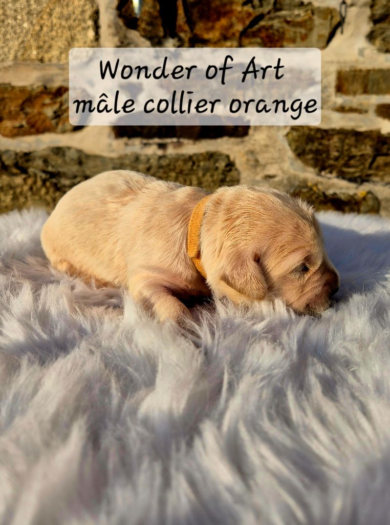 Wonder of Art - Chiots disponibles - Golden Retriever