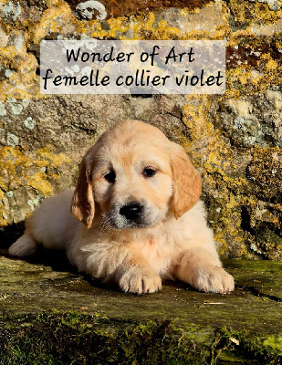 collier violet