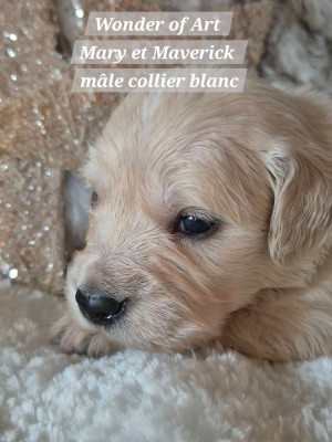 m collier blanc