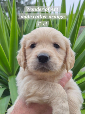 m collier orange