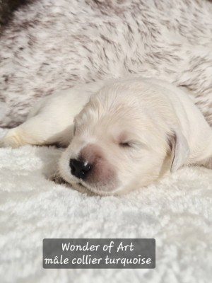 collier turquoise