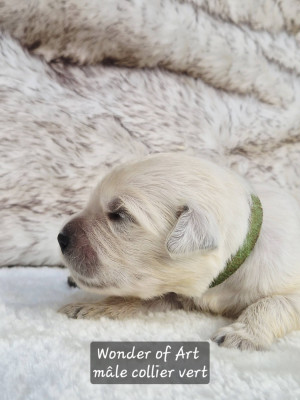 collier vert