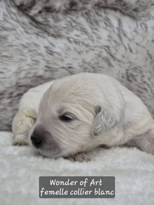 collier blanc