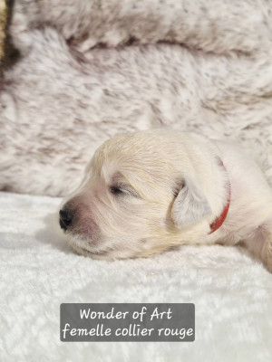 collier rouge