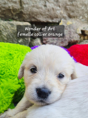 collier orange