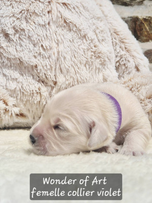 Chiot N°1