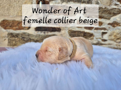 collier beige