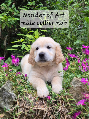 collier noir