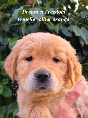 collier orange