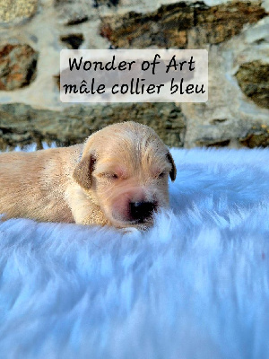 mâle collier bleu
