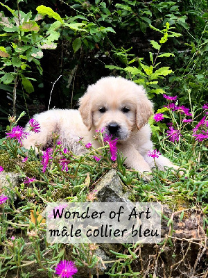 collier bleu