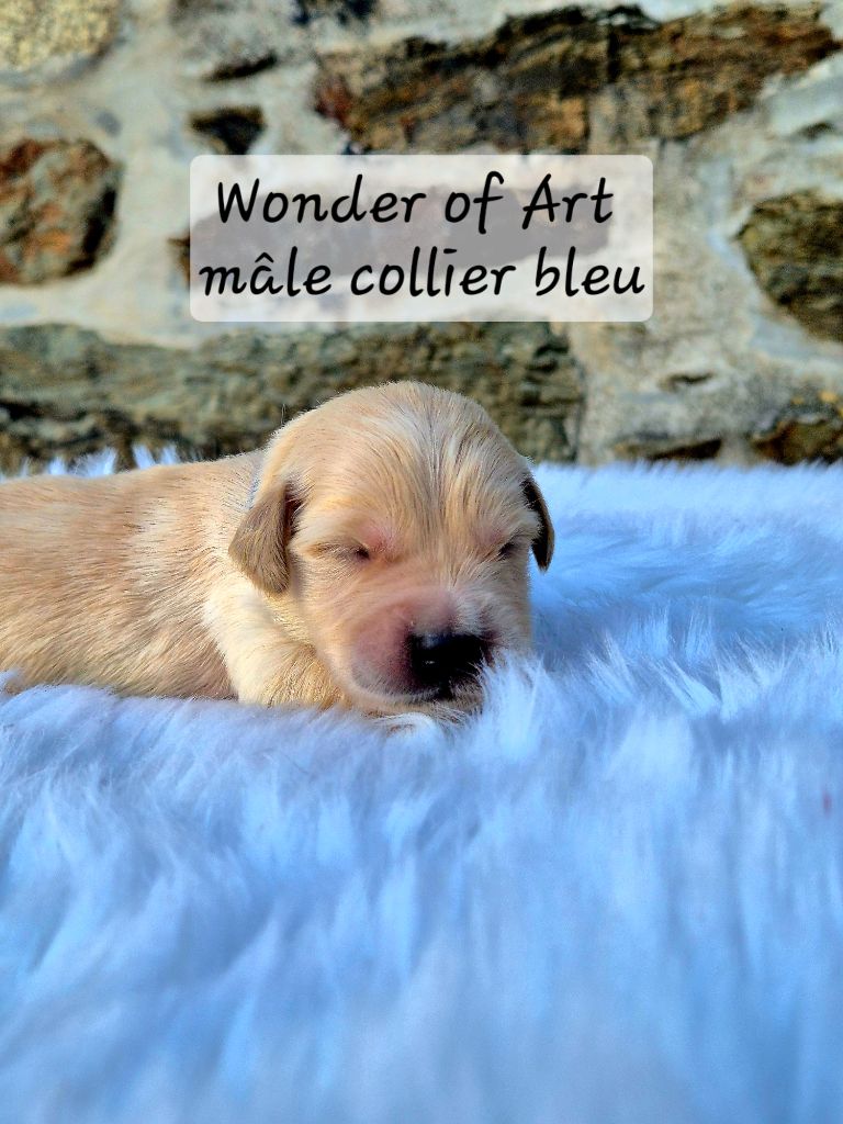 Wonder of Art - Chiots disponibles - Golden Retriever