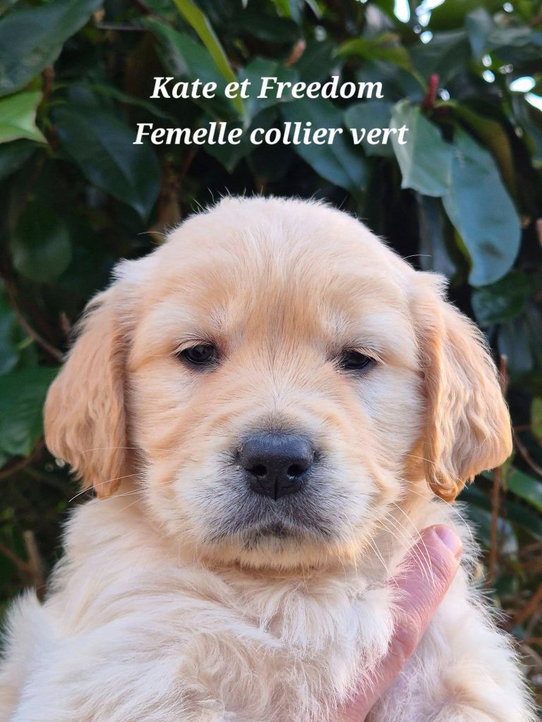 Wonder of Art - Chiots disponibles - Golden Retriever