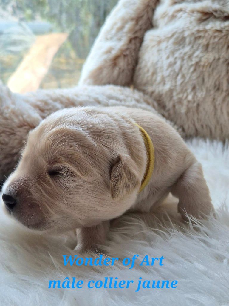 Wonder of Art - Chiots disponibles - Golden Retriever