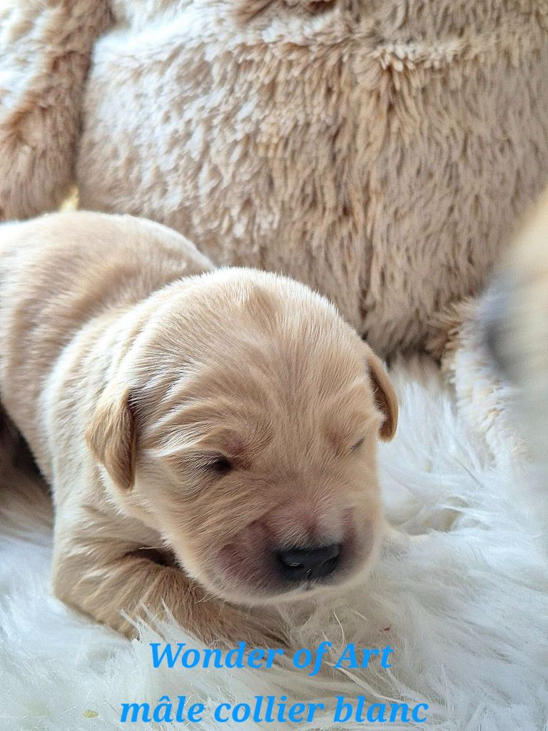 Wonder of Art - Chiots disponibles - Golden Retriever