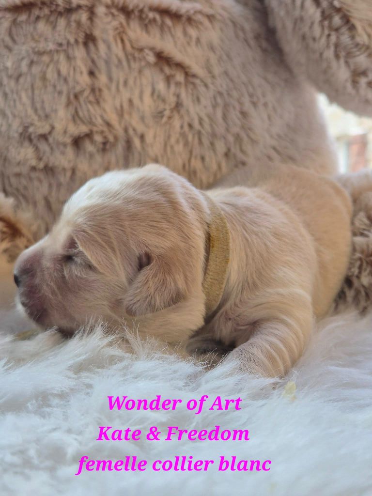 Wonder of Art - Chiots disponibles - Golden Retriever