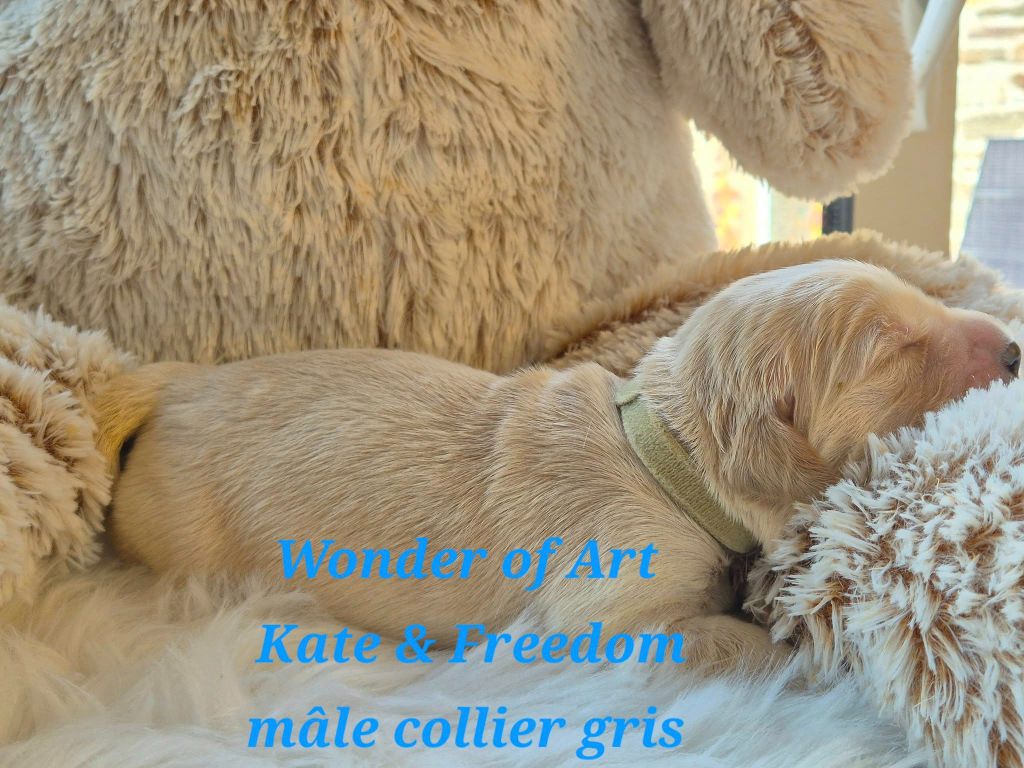 Wonder of Art - Chiots disponibles - Golden Retriever