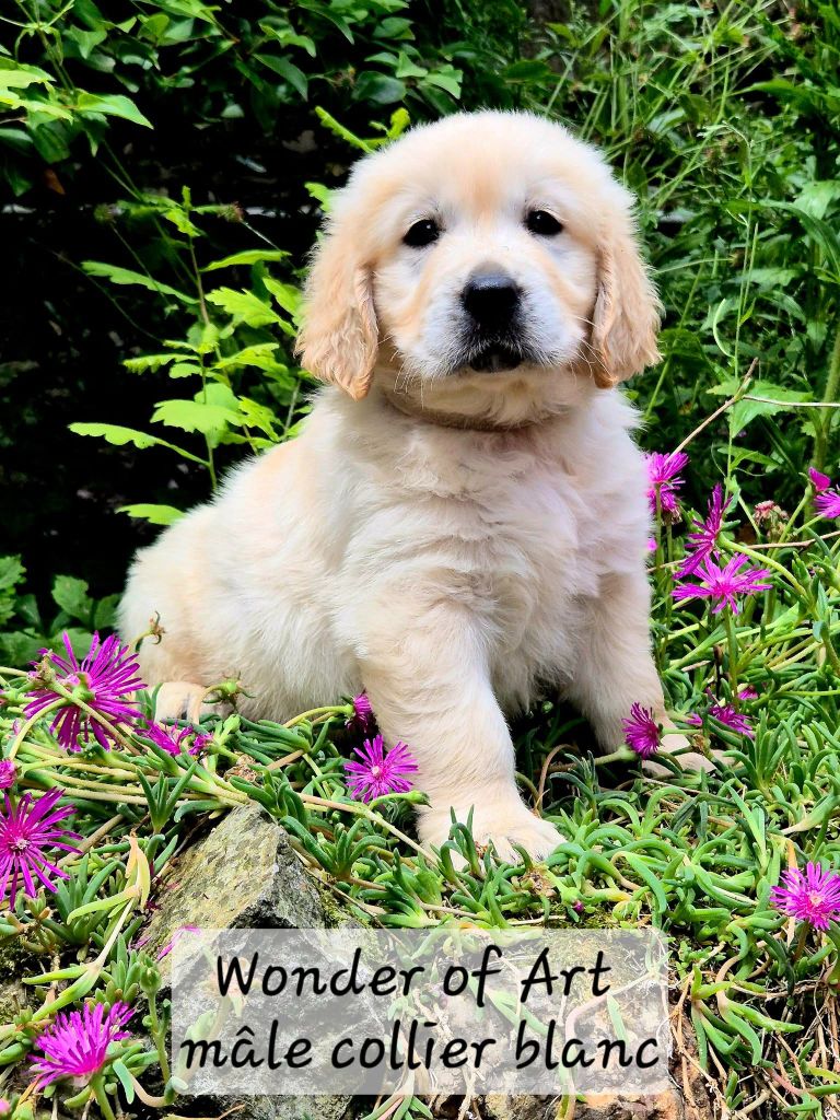 Wonder of Art - Chiots disponibles - Golden Retriever
