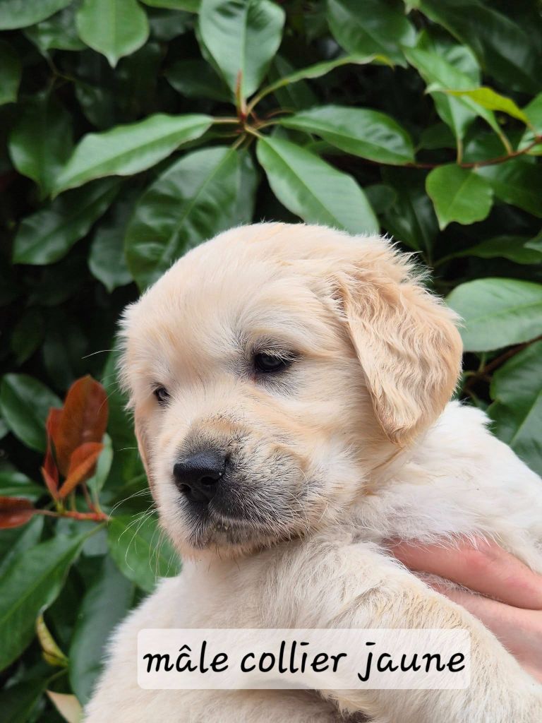 Wonder of Art - Chiots disponibles - Golden Retriever
