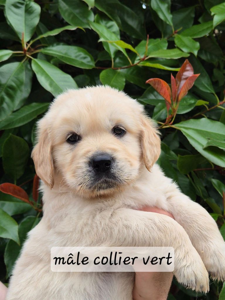 Wonder of Art - Chiots disponibles - Golden Retriever