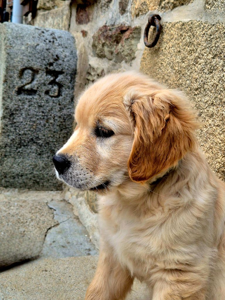 Wonder of Art - Chiots disponibles - Golden Retriever