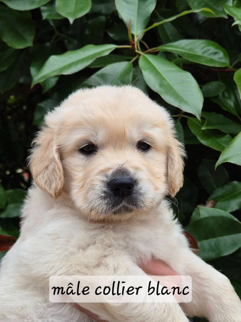 Wonder of Art - Chiots disponibles - Golden Retriever