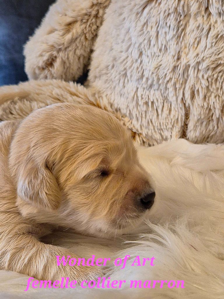 Wonder of Art - Chiots disponibles - Golden Retriever