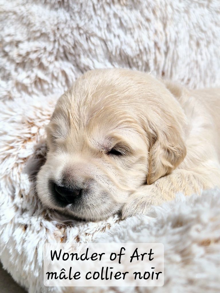 Wonder of Art - Chiots disponibles - Golden Retriever