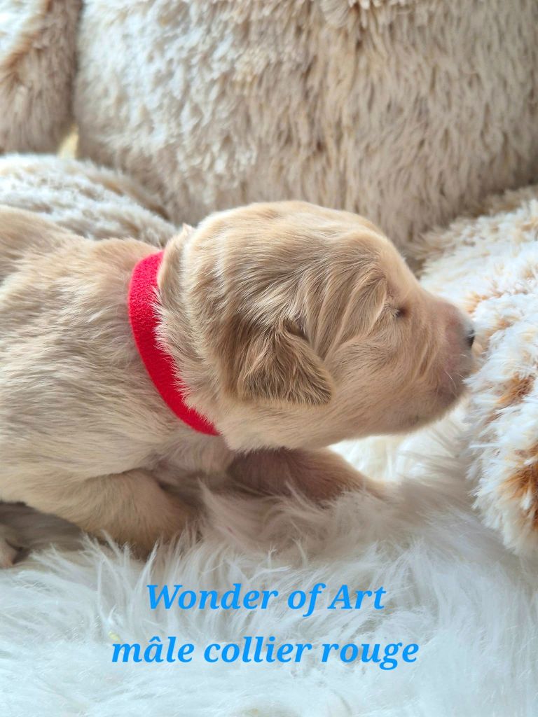 Wonder of Art - Chiots disponibles - Golden Retriever