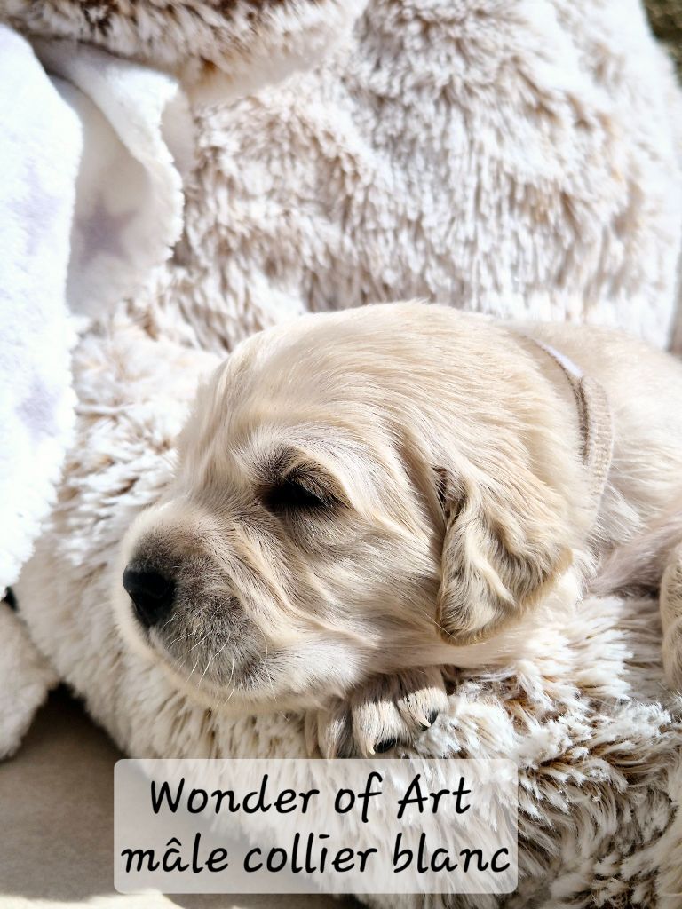 Wonder of Art - Chiots disponibles - Golden Retriever